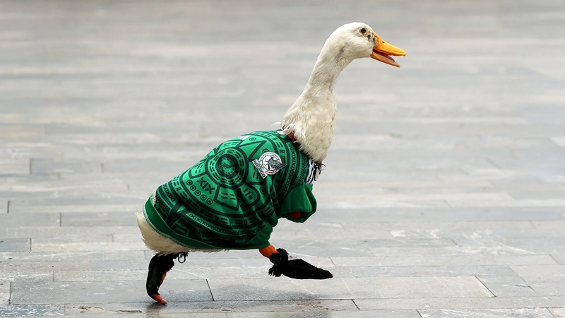 IMPI ratifica propiedad de marca del pato Merlín a familia original
