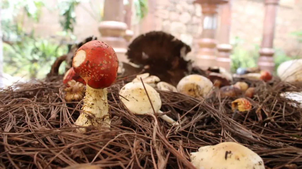 Festival de los Hongos Silvestres: Los Pinos se llenará de sabores, tradición y experiencias únicas