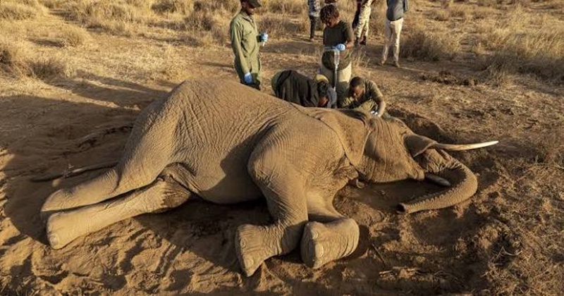 Misteriosa muerte de elefantes en Kenia divide a expertos