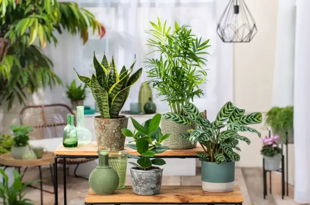¿Cada cuánto aplicar bicarbonato a las plantas? Expertos explican la forma correcta de usarlo contra los hongos