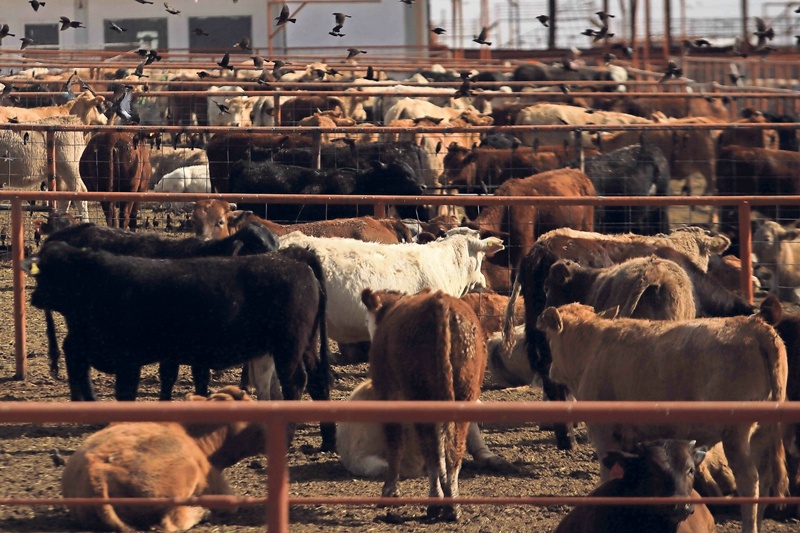 México crea consejo para combatir el gusano barrenador